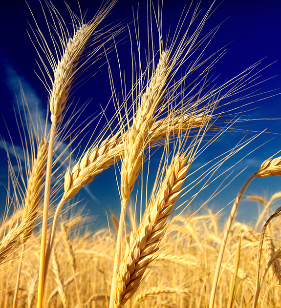 نانو کودها تحمل به تنش خشکی را در گندم تحت شرایط کم ابیاری بهبود میدهد.